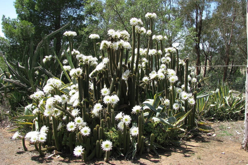 Файл:Echinopsis spachiana 533.jpg