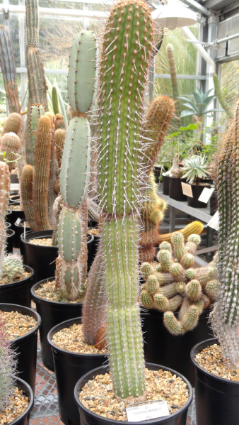 Файл:Espostoa mirabilis DSC08840.JPG
