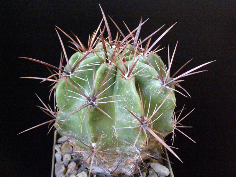 Файл:Ferocactus robustus.JPG