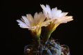 Gymnocalycium poeschlii 551.jpg
