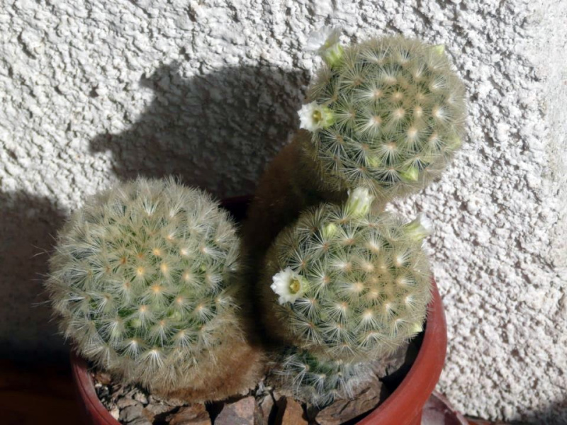 Файл:Mammillaria carmenae 8.jpg