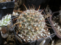 Mammillaria mainiae.JPG