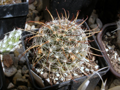 Mammillaria mainiae.JPG