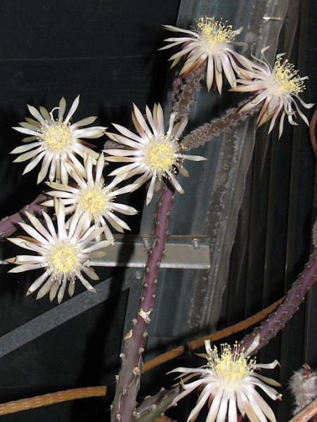 Файл:Peniocereus marianus 2.jpeg