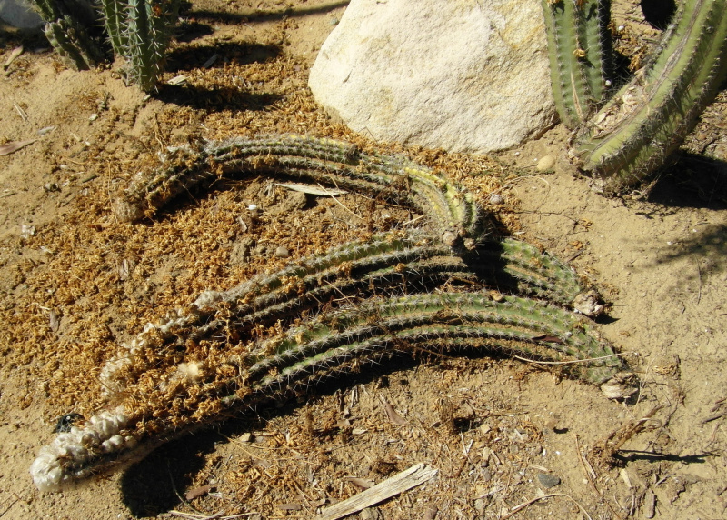 Файл:Pilosocereus albisummus 6.JPG