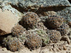 Rebutia pygmaea 6.JPG