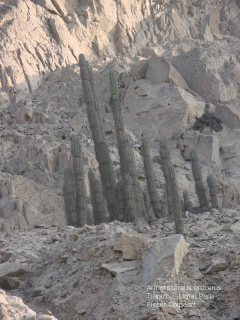 Armatocereus procerus 1.jpg