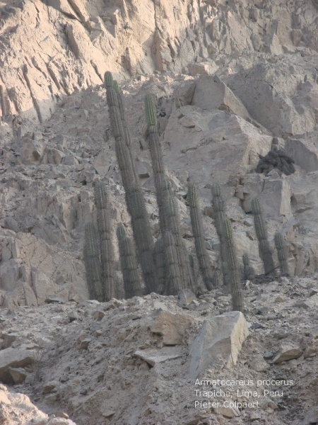 Файл:Armatocereus procerus 1.jpg