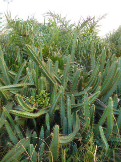 Cereus fernambucensis ssp. sericifer.jpg