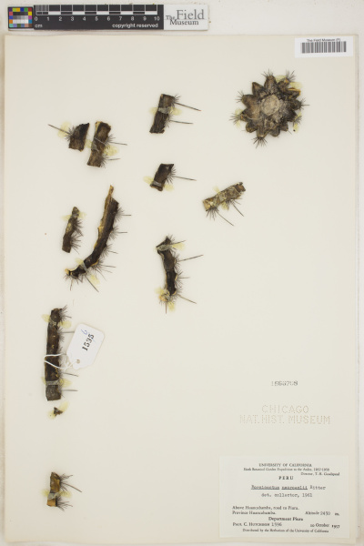 Файл:Cleistocactus neoroezlii.jpg