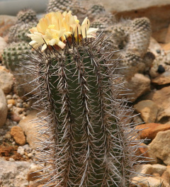 Copiapoa marginata.jpg