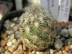 Coryphantha echinoidea.jpg