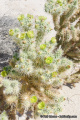 Cylindropuntia ganderi 1186.jpeg