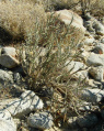 Cylindropuntia ramosissima 55.JPG
