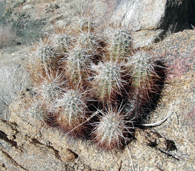 Файл:Echinocereus engelmannii 32.JPG