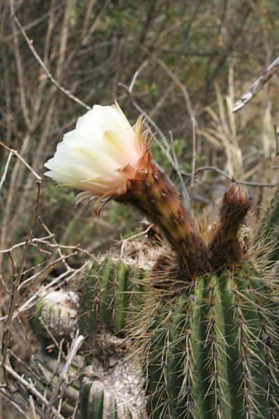 Файл:Echinopsis bridgesii ssp. vallegrandensis 01.jpg