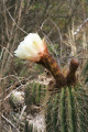 Echinopsis bridgesii ssp. vallegrandensis