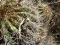 Echinopsis walteri 1 .JPG