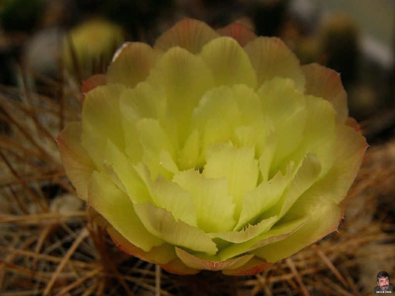 Файл:Eriosyce chilensis 4.jpg