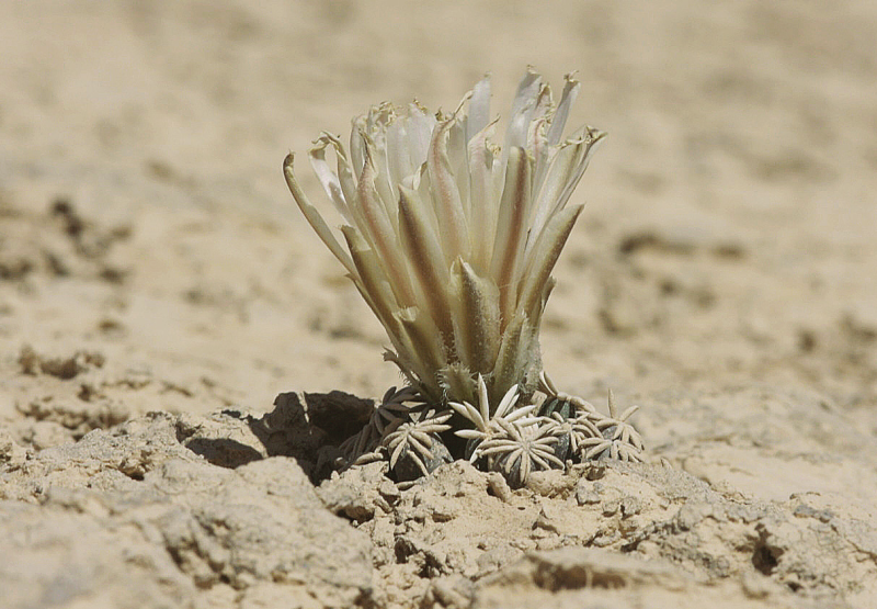 Файл:Escobaria abdita 2.png