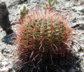 Ferocactus cylindraceus 8.JPG