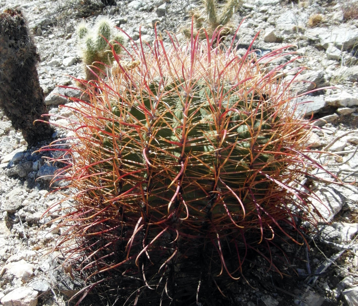 Файл:Ferocactus cylindraceus 8.JPG