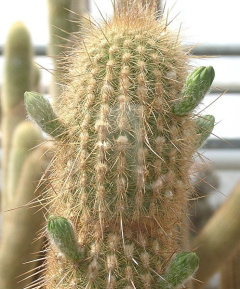 Haageocereus pacalaensis - wikipedia.jpg