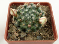 Mammillaria crinita leucantha 2.jpg
