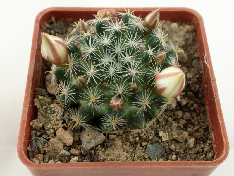 Файл:Mammillaria crinita leucantha 2.jpg