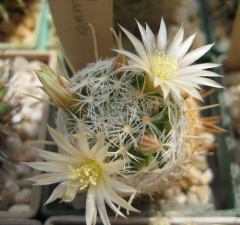 Mammillaria duwei.jpg