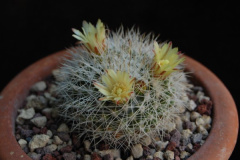 Mammillaria evermanniana 740.jpg