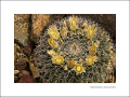 Mammillaria heyderi ssp. meiacantha 4 Gary Nored.jpg