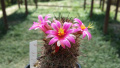 Mammillaria mazatlanensis 3.jpg