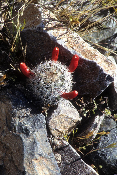 Файл:Mammillaria tetrancistra 04.jpg