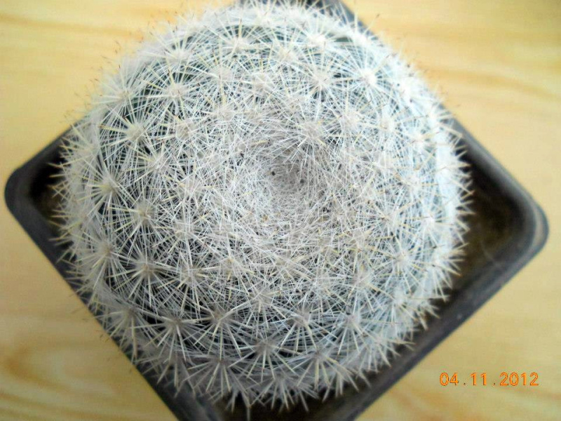 Файл:Mammiloydia candida 2.jpg