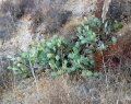 Opuntia engelmannii 49.JPG