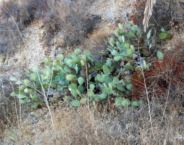 Файл:Opuntia engelmannii 49.JPG