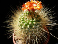 Parodia penicillata 3.jpg