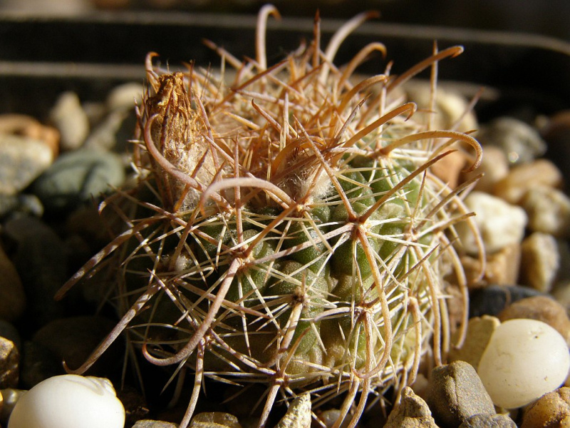 Файл:Parodia schwebsiana.jpg