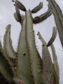 Pilosocereus catingicola ssp. catingicola