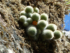 Rebutia fabrisii 2.JPG