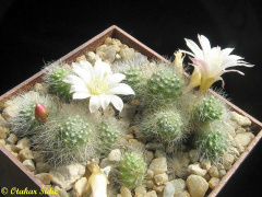 Rebutia pulvinosa ssp. albiflora.jpg