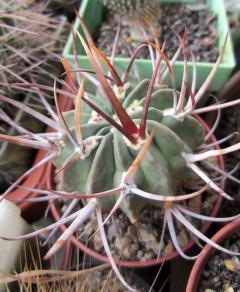 Stenocactus coptonogonus 1.jpg