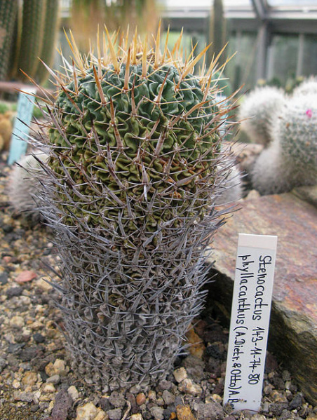 Файл:Stenocactus phyllacanthus 06.jpg