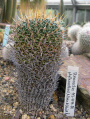Stenocactus phyllacanthus 06.jpg