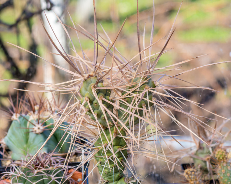 Файл:Tephrocactus aoracanthus 2.jpg