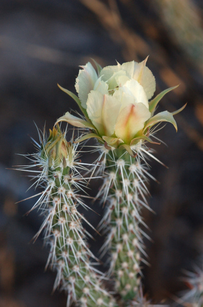 Файл:Corynopuntia marenae 1.jpg