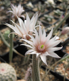 Echinocereus leucanthus 2.jpg
