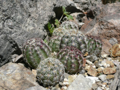 Echinocereus viridiflorus ssp. cylindricus.jpg
