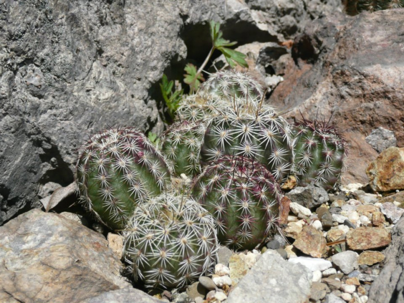 Файл:Echinocereus viridiflorus ssp. cylindricus.jpg